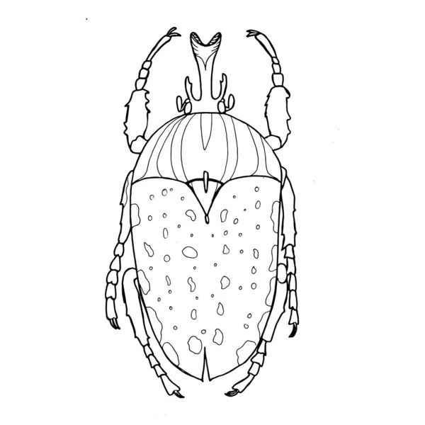 Boyama için Beatle. Grafik. Mürekkep.