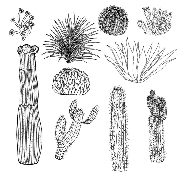 Ensemble Cucculents Cactus Vecteur — Image vectorielle