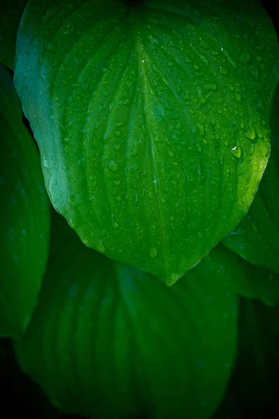 Hojas Anfitriones Primer Plano Hojas Flores Verdes — Foto de Stock