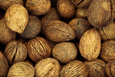 Dekoratif çiçek, fotoğraf çiçek meyve tohumları