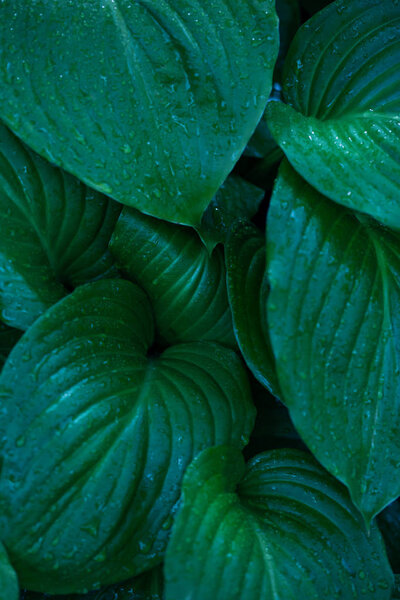 листья крупным планом, зеленые листья цветов
