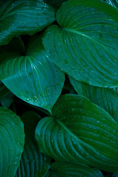 Folhas Anfitriões Close Folhas Flores Verdes — Fotografia de Stock