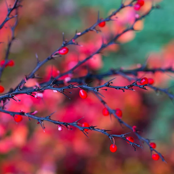 Photo Feuilles Automne Par Temps Froid — Photo