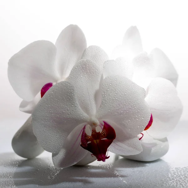 white orchid, beautiful flowering orchid on a light background