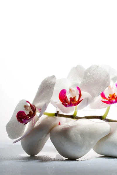 Orchidée Blanche Belle Orchidée Fleurie Sur Fond Clair — Photo