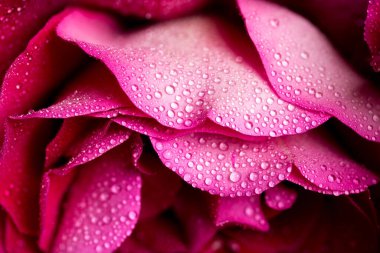 Koyu arkaplanda parlak güller, çok renkli çiçekler.