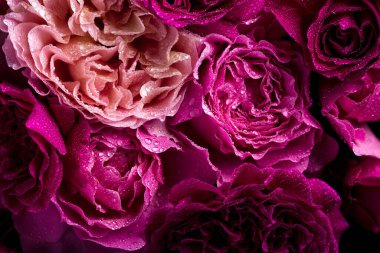 Tüm çiçeklerin kraliçesi