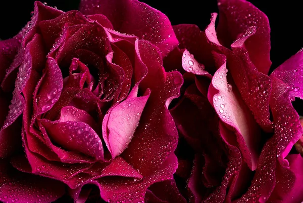 暗色で多色の花に明るいバラの花束 — ストック写真