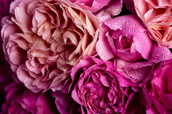 深色背景下的一束艳丽的玫瑰 多彩的花 — 图库照片