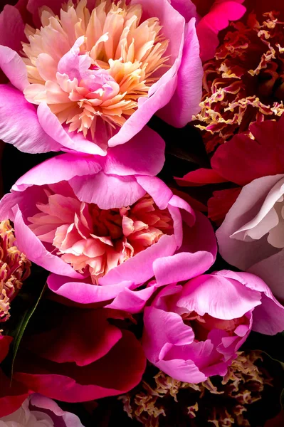 a bouquet of peonies on a dark background, the aroma of flowers that drives you crazy