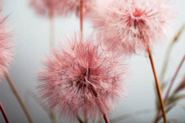 Karahindiba çiçekleri olgunluk çağında, yaz bitkilerinde ise havadan tohum.