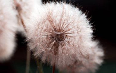 Karahindiba çiçekleri olgunluk çağında, yaz bitkilerinde ise havadan tohum.