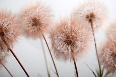 Karahindiba çiçekleri olgunluk çağında, yaz bitkilerinde ise havadan tohum.