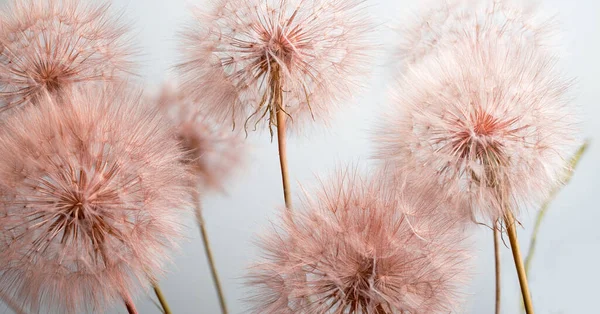 Karahindiba çiçekleri olgunluk çağında, yaz bitkilerinde ise havadan tohum.