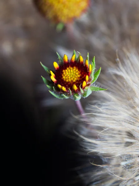 ふわふわのタンポポを背景にした美しい明るい花 — ストック写真