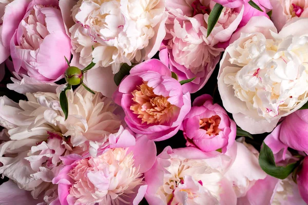 Rosa Pfingstrosen Einem Großen Strauß Gesammelt Sommergartenblume Stockbild