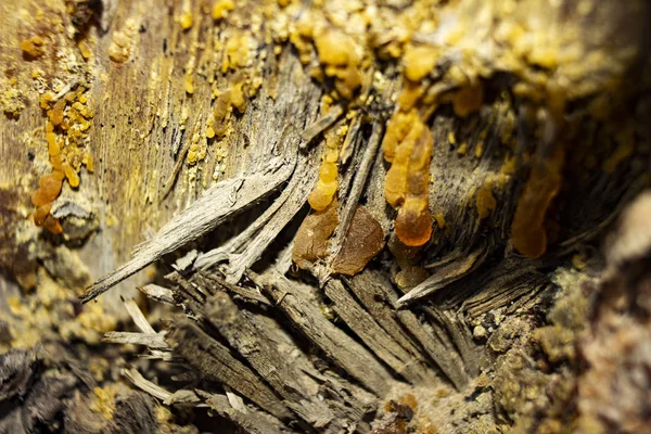 The photo of yellow  amber on the wood bark . Background for timber industry.