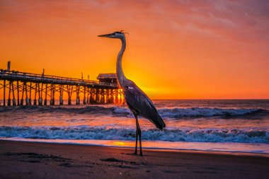 Büyük Mavi Ot Arka Planda Kakao Beach Pier ve Fırtınalı Renkler ile Haşhaş Kırmızı Gökyüzü ile Poz. Florida Doğu Kıyısında Okyanus Bir Fırtına Yaklaşırken Bu Gün Biraz Dalgalı mı.