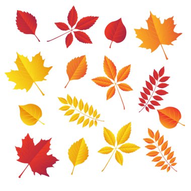 sonbahar yaprakları ayarlanmış, izole. basit karikatür düz tarzı. Vektör çizimi