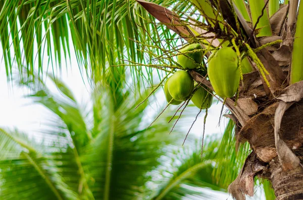 Cocos em uma palmeira. Palmeira verde com cocos — Fotografia de Stock