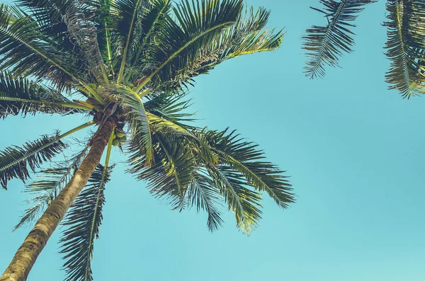 Palmeira contra o céu azul — Fotografia de Stock