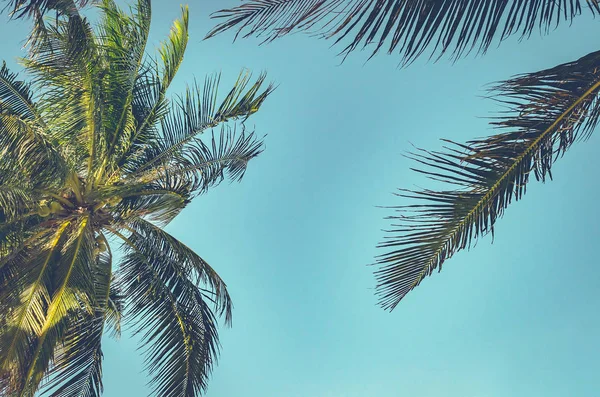 Palmeira contra o céu azul — Fotografia de Stock