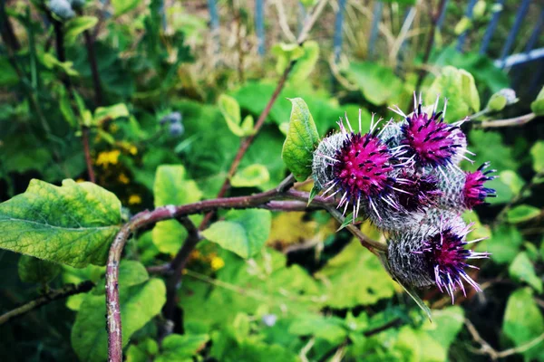 dere devedikeni 'Cirsium rivulare' Polonya'da bir çayır