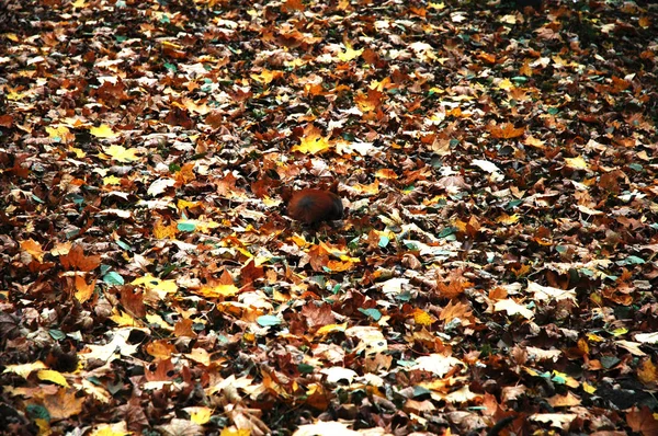 Ősz sárga őszi levelek háttér — Stock Fotó