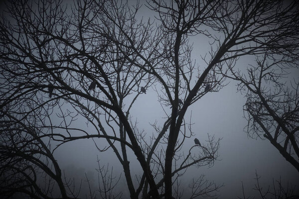 Spooky birds on barren tree branches on a foggy morning