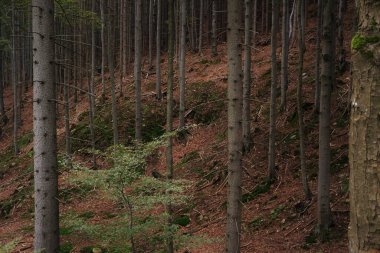 Yazın sonu ve sonbaharın başında karanlık, gizemli ve huysuz bir kayın ormanı. Filtrelenmiş