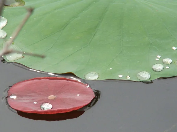 蓮の葉に水が転がる — ストック写真