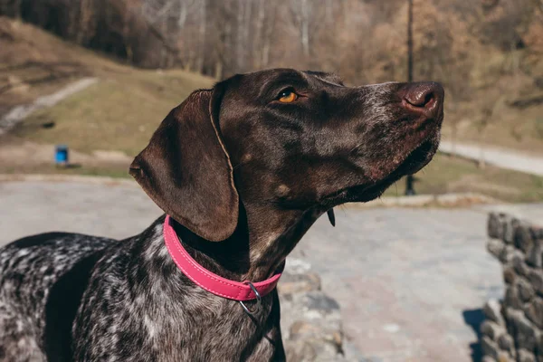 Brown Hunting Dog Selective Focus — Stock Photo, Image