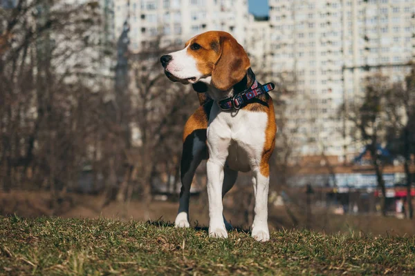 Beagle Dog Collar Focus Foreground — Stock Photo, Image