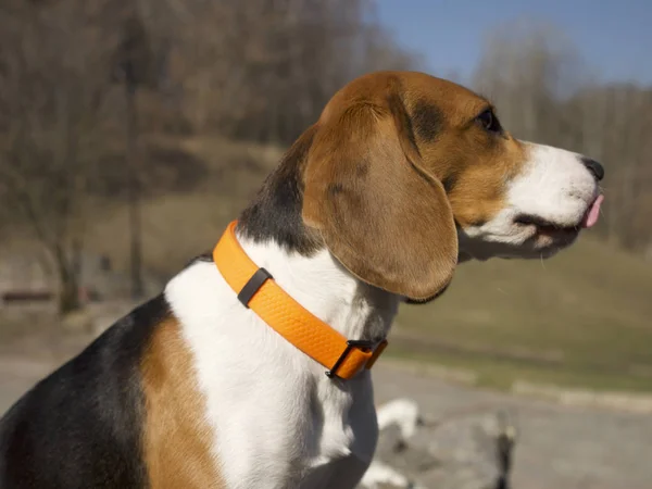 Beagle Dog Collar Focus Foreground — Stock Photo, Image