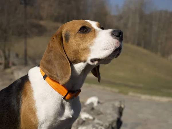 Beagle Dog Collar Focus Foreground — Stock Photo, Image