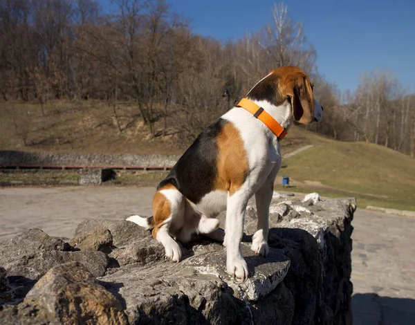 Beagle Dog Collar Focus Foreground — Stock Photo, Image