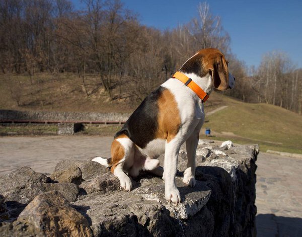 beagle dog in collar, focus on foreground