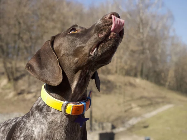 Brown Hunting Dog Selective Focus — Stock Photo, Image