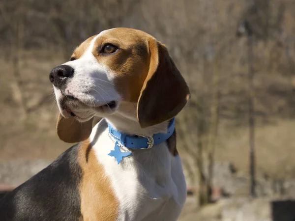 Beagle Dog Collar Focus Foreground — Stock Photo, Image