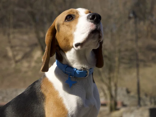 Beagle Dog Collar Focus Foreground — Stock Photo, Image