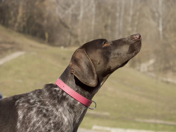 brown hunting dog with colorful collar outdoor, selective focus