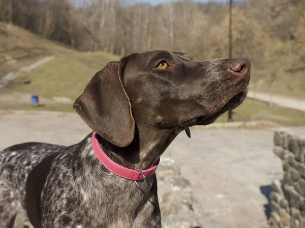 brown hunting dog with colorful collar outdoor, selective focus