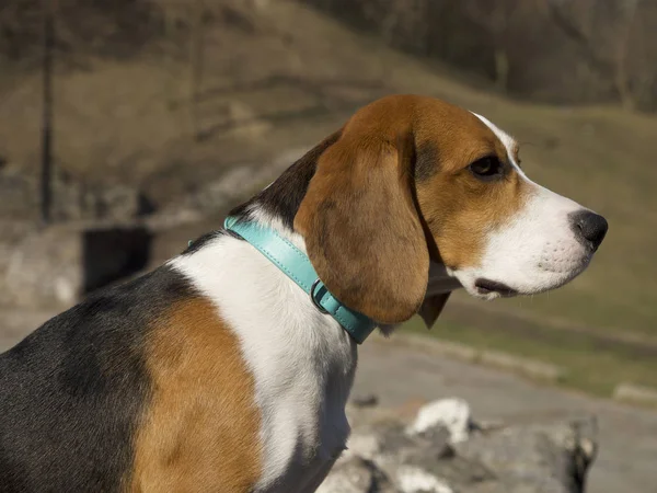 beagle dog in colorful collar walking outdoor at sunny day, focus on foreground