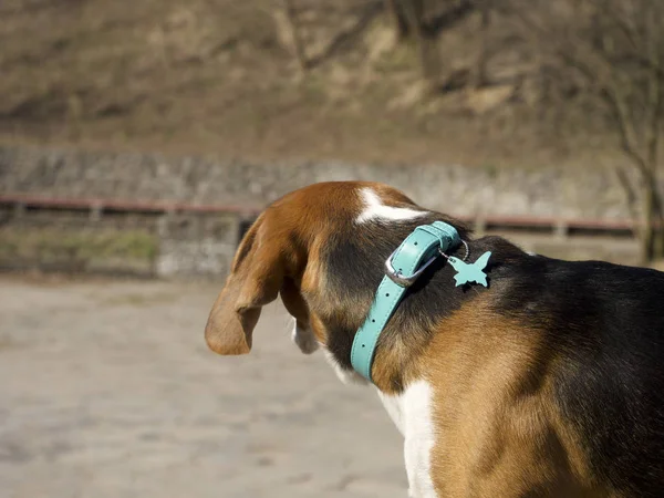 beagle dog in colorful collar walking outdoor at sunny day, focus on foreground