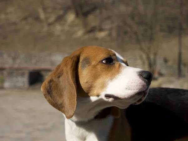 Beagle Dog Walking Outdoor Sunny Day Focus Foreground — Stock Photo, Image