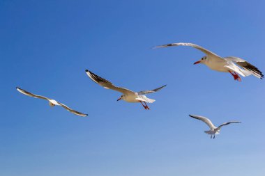 Martılar gökyüzünde denizin üzerinde uçarlar..