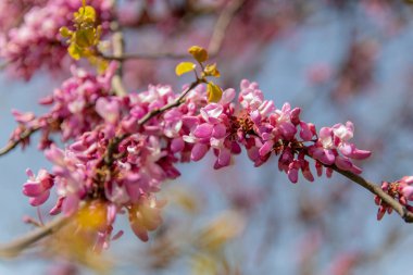 Çiçek açan pembe çiçek arka plan. Bahar bahçesinde Çiçekli dekoratif Japon kiraz dalı, copyspace ve güzel bokeh ile makro görüntü.
