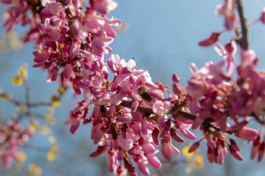 Çiçek açan pembe çiçek arka plan. Bahar bahçesinde Çiçekli dekoratif Japon kiraz dalı, copyspace ve güzel bokeh ile makro görüntü.