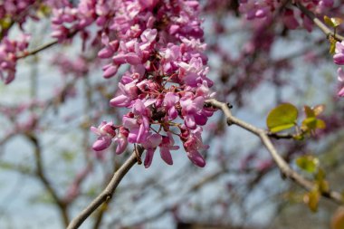 Çiçek açan pembe çiçek arka plan. Bahar bahçesinde Çiçekli dekoratif Japon kiraz dalı, copyspace ve güzel bokeh ile makro görüntü.
