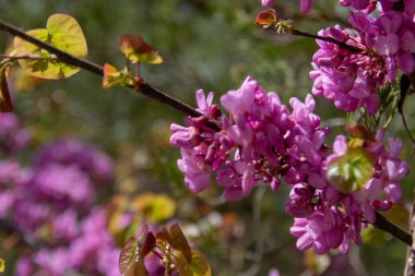 Çiçek açan pembe çiçek arka plan. Bahar bahçesinde Çiçekli dekoratif Japon kiraz dalı, copyspace ve güzel bokeh ile makro görüntü.
